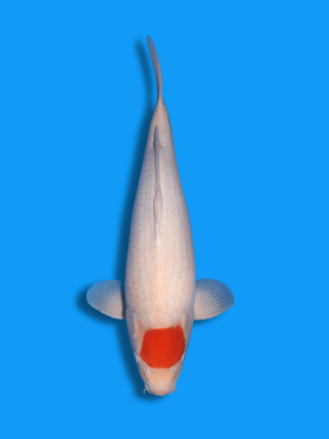 Tancho Kohaku | Koi&Co.